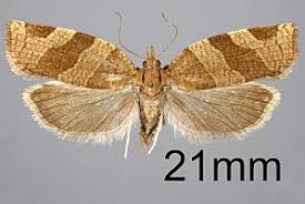 Attēlu rezultāti vaicājumam “Pandemis cinnamomeana”