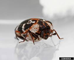 Attēlu rezultāti vaicājumam “Anthrenus scrophulariae”