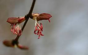 Attēlu rezultāti vaicājumam “Cercidiphyllum japonicum flower”