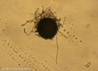 Attēlu rezultāti vaicājumam “Erysiphe galeopsidis”