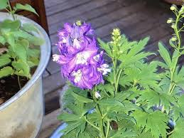 Attēlu rezultāti vaicājumam “Delphinium elatum  bud”