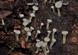 Attēlu rezultāti vaicājumam “Cudoniella acicularis”