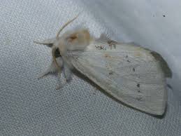 Attēlu rezultāti vaicājumam “Leucodonta bicoloria imago”