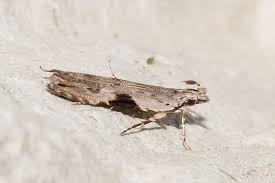 Attēlu rezultāti vaicājumam “Hypatima rhomboidella”