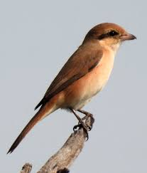 Image result for Lanius isabellinus