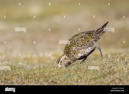 Attēlu rezultāti vaicājumam “Pluvialis apricaria adult”