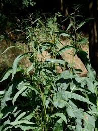 Attēlu rezultāti vaicājumam “Rumex hydrolapathum leaf”