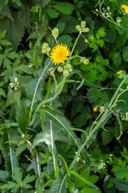 Attēlu rezultāti vaicājumam “Crepis biennis leaf”