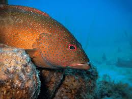 Image result for Cephalopholis fulva