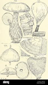 Attēlu rezultāti vaicājumam “Polyporus melanopus”