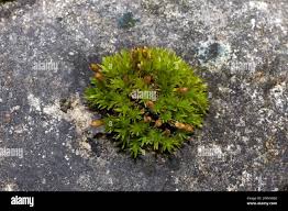 Attēlu rezultāti vaicājumam “Orthotrichum diaphanum sporophyte”
