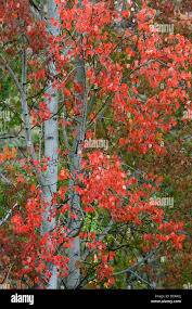 Attēlu rezultāti vaicājumam “Populus alba”