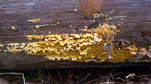 Attēlu rezultāti vaicājumam “Pseudomerulius aureus”