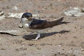 Attēlu rezultāti vaicājumam “Delichon urbicum adult”