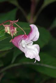 Image result for Impatiens glandulifera