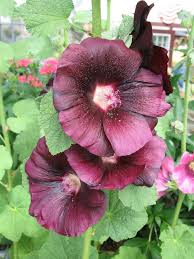 Image result for Alcea rosea