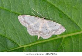 Attēlu rezultāti vaicājumam “Idaea biselata”