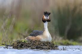 Attēlu rezultāti vaicājumam “Podiceps cristatus nest”