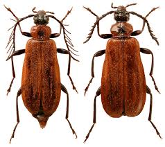 Attēlu rezultāti vaicājumam “Schizotus pectinicornis larva”