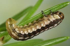 Attēlu rezultāti vaicājumam “Gilpinia”