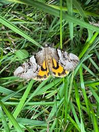 Attēlu rezultāti vaicājumam “Catocala fulminea”