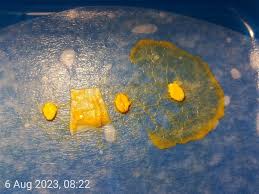 Attēlu rezultāti vaicājumam “Badhamia sp.”