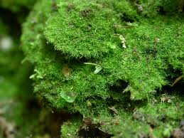 Attēlu rezultāti vaicājumam “Homalia trichomanoides sporophyte”