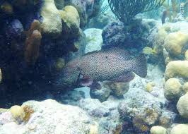 Image result for Cephalopholis cruentata
