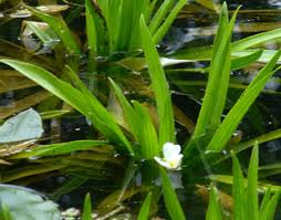 Attēlu rezultāti vaicājumam “Stratiotes aloides flower”