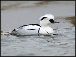 Attēlu rezultāti vaicājumam “Mergus albellus”