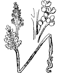 Attēlu rezultāti vaicājumam “Botrychium matricariifolium”