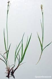 Attēlu rezultāti vaicājumam “Carex digitata flower”