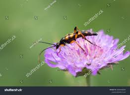 Attēlu rezultāti vaicājumam “Strangalia attenuata”