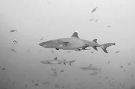 Image result for Scuba Skooling