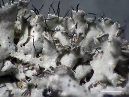 Attēlu rezultāti vaicājumam “Physcia tenella”