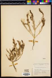 Attēlu rezultāti vaicājumam “Corispermum hyssopifolium”