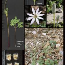 Attēlu rezultāti vaicājumam “Ranunculaceae”