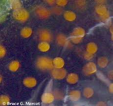 Attēlu rezultāti vaicājumam “Trichoptera egg mass”