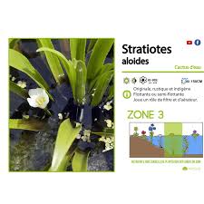 Attēlu rezultāti vaicājumam “Stratiotes aloides”