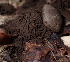 Attēlu rezultāti vaicājumam “Stemonitis splendens spores”