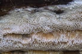 Attēlu rezultāti vaicājumam “Elmerina caryae”