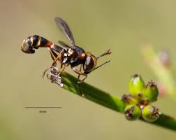 Attēlu rezultāti vaicājumam “Conopidae”