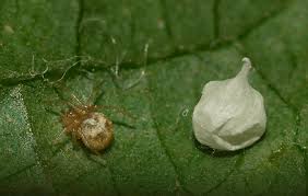 Attēlu rezultāti vaicājumam “Paidiscura pallens”