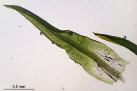 Attēlu rezultāti vaicājumam “Bryoerythrophyllum recurvirostrum”