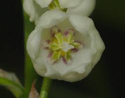 Attēlu rezultāti vaicājumam “Convallaria majalis flower”