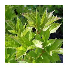 Attēlu rezultāti vaicājumam “Viburnum opulus leaf”