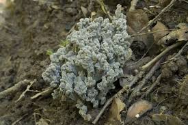 Attēlu rezultāti vaicājumam “Clavulina cinerea”