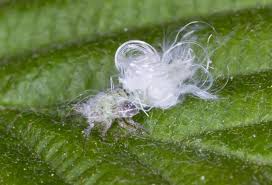 Attēlu rezultāti vaicājumam “Psylla alni”