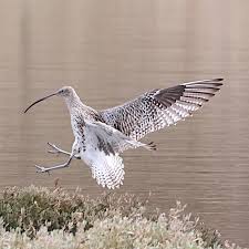 Attēlu rezultāti vaicājumam “Numenius arquata adult”