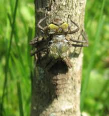 Attēlu rezultāti vaicājumam “Libellula quadrimaculata exuvia”